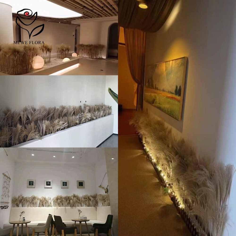 200PCS Natural Dried Fluffy Re - Pampas Grass Decor recension och pris